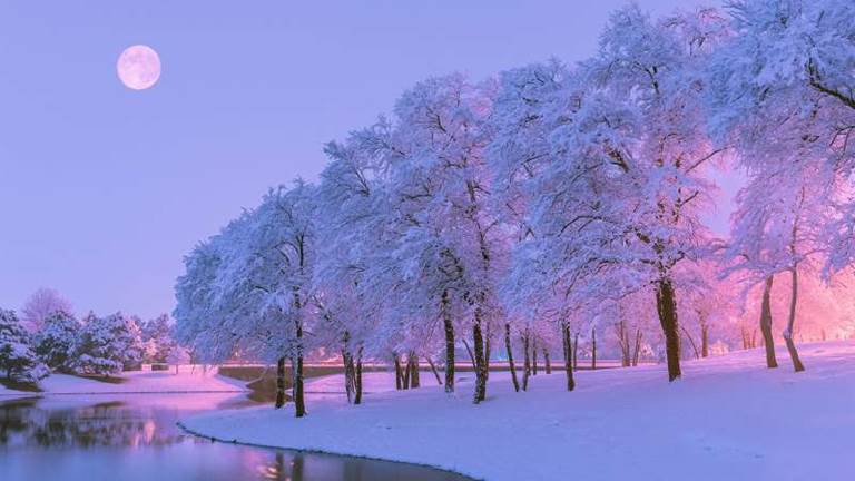Trees with snow in the evening.